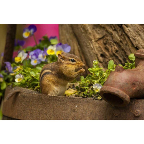 USA, North Carolina Close-up of eastern chipmunk Black Modern Wood Framed Art Print by Illg, Cathy and Gordon