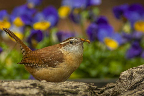 North Carolina, Guilford Co Carolina wren eating Black Ornate Wood Framed Art Print with Double Matting by Illg, Cathy and Gordon
