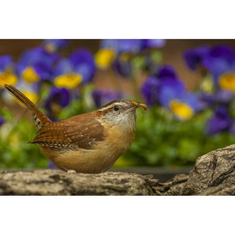 North Carolina, Guilford Co Carolina wren eating Black Modern Wood Framed Art Print by Illg, Cathy and Gordon