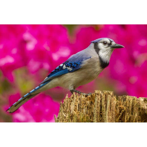 North Carolina, Guilford County Blue jay Black Modern Wood Framed Art Print by Illg, Cathy and Gordon