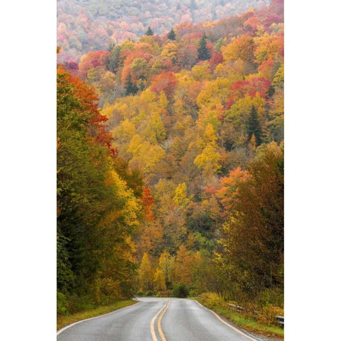 North Carolina Road through autumn forest Black Modern Wood Framed Art Print by Paulson, Don
