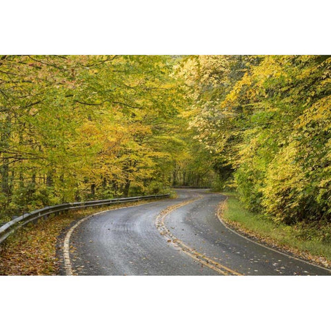 North Carolina Road through autumn forest White Modern Wood Framed Art Print by Paulson, Don