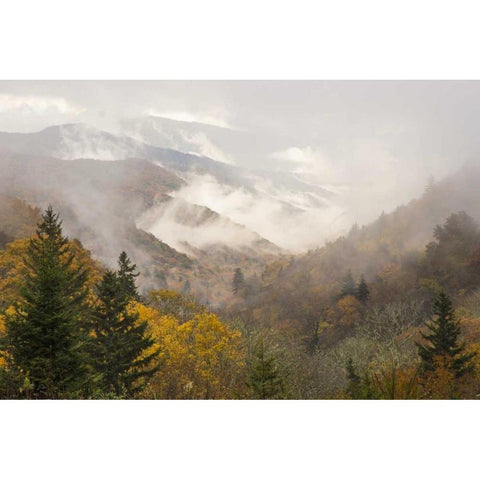 North Carolina, Great Smoky Mts Autumn landscape Gold Ornate Wood Framed Art Print with Double Matting by Paulson, Don