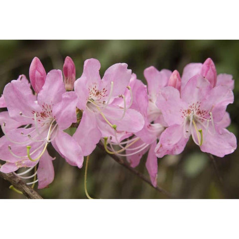 North Carolina Catawba rhododendron flowers Black Modern Wood Framed Art Print by Grall, Don