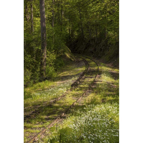 North Carolina Overgrown abandoned rail line Black Modern Wood Framed Art Print with Double Matting by Grall, Don