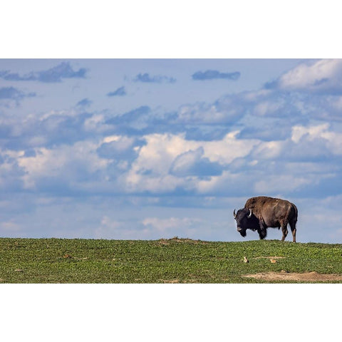 Bison bull in prairie dog town against the big sky in Theodore Roosevelt National Park-North Dakota Black Modern Wood Framed Art Print with Double Matting by Haney, Chuck