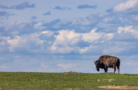 Bison bull in prairie dog town against the big sky in Theodore Roosevelt National Park-North Dakota White Modern Wood Framed Art Print with Double Matting by Haney, Chuck