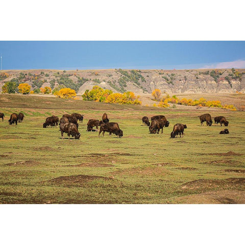 Theodore Roosevelt National Park-North Dakota-USA American Bison calves Black Modern Wood Framed Art Print by Sienda, Jolly