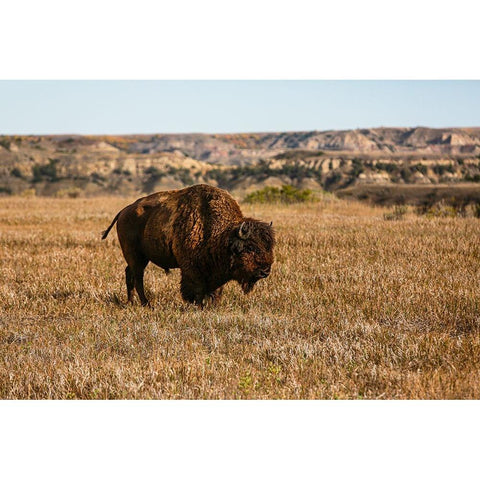 Theodore Roosevelt National Park-North Dakota-USA Badlands bison White Modern Wood Framed Art Print by Sienda, Jolly