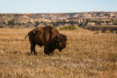Theodore Roosevelt National Park-North Dakota-USA Badlands bison White Modern Wood Framed Art Print with Double Matting by Sienda, Jolly