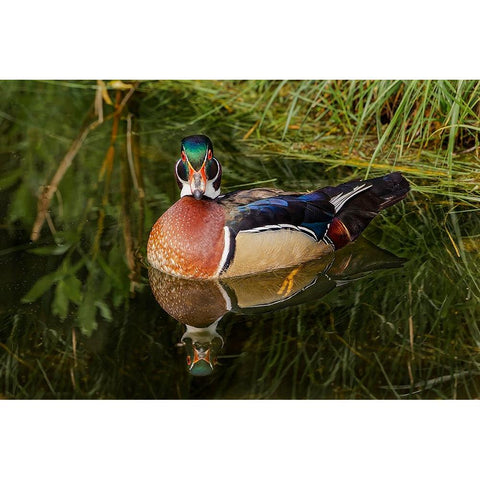 Male wood duck and reflection-Ohio Black Modern Wood Framed Art Print by Jones, Adam