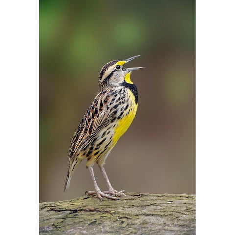 Eastern meadowlark singing-Ohio Black Modern Wood Framed Art Print by Jones, Adam