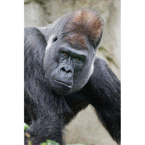 Western Gorilla-Cincinnati Zoo Gold Ornate Wood Framed Art Print with Double Matting by Jones, Adam