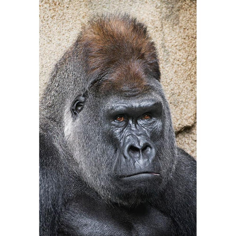 Western Gorilla-Cincinnati Zoo Black Modern Wood Framed Art Print by Jones, Adam