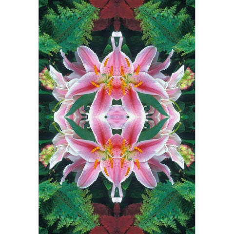 Flipped and reflected Stargazer Lilies-Cincinnati-Ohio Black Modern Wood Framed Art Print by Jones, Adam