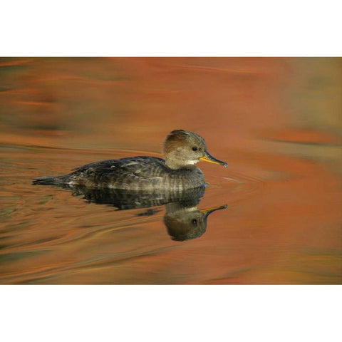 Ohio, Cleveland Hooded merganser moving in water White Modern Wood Framed Art Print by Morris, Arthur