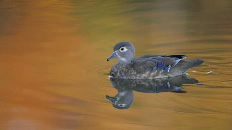 Ohio, Cleveland, Abstract of wood duck hen Black Ornate Wood Framed Art Print with Double Matting by Morris, Arthur