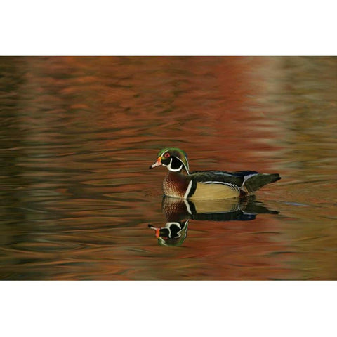Ohio, Cleveland Wood duck drake swimming White Modern Wood Framed Art Print by Morris, Arthur