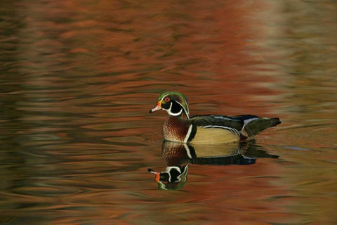 Ohio, Cleveland Wood duck drake swimming Black Ornate Wood Framed Art Print with Double Matting by Morris, Arthur