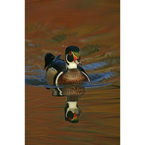 Ohio, Cleveland Wood duck drake swimming Gold Ornate Wood Framed Art Print with Double Matting by Morris, Arthur