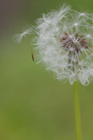 Ohio, Cincinnati Dandelion clock and seedlings Black Ornate Wood Framed Art Print with Double Matting by Anon, Josh