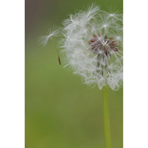 Ohio, Cincinnati Dandelion clock and seedlings Gold Ornate Wood Framed Art Print with Double Matting by Anon, Josh