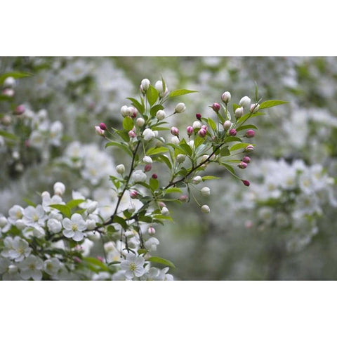 USA, Ohio Cherry blossom branch in bloom Black Modern Wood Framed Art Print by Rotenberg, Nancy