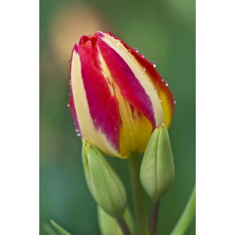 Ohio Close-up of single tulip flower with buds Black Modern Wood Framed Art Print by Rotenberg, Nancy