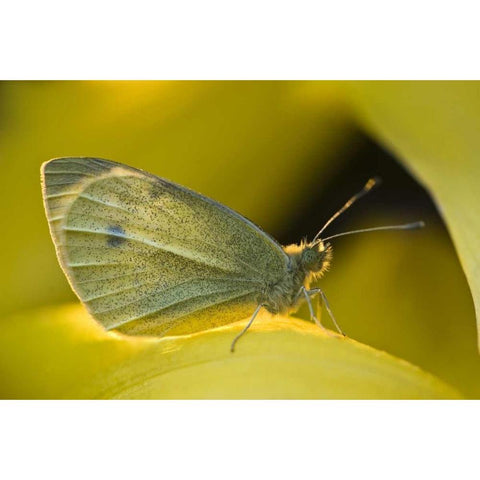 Ohio Sulphur butterfly on yellow daffodil flower Gold Ornate Wood Framed Art Print with Double Matting by Rotenberg, Nancy