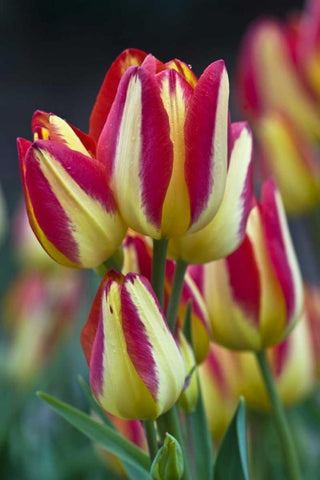 USA, Ohio Close-up of tulip variety White Modern Wood Framed Art Print with Double Matting by Rotenberg, Nancy