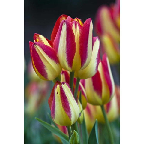 USA, Ohio Close-up of tulip variety Gold Ornate Wood Framed Art Print with Double Matting by Rotenberg, Nancy