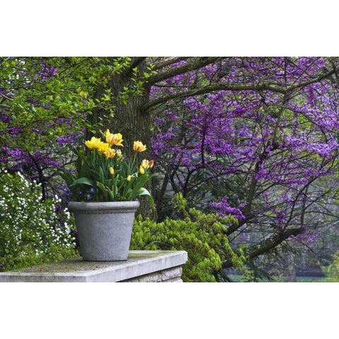 Ohio Potted tulips and redbud tree in garden White Modern Wood Framed Art Print by Rotenberg, Nancy