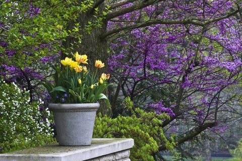 Ohio Potted tulips and redbud tree in garden White Modern Wood Framed Art Print with Double Matting by Rotenberg, Nancy
