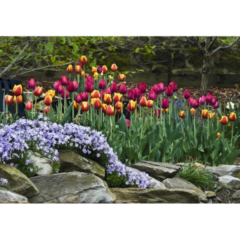 USA, Ohio Tulips and phlox in springtime garden Black Modern Wood Framed Art Print by Rotenberg, Nancy