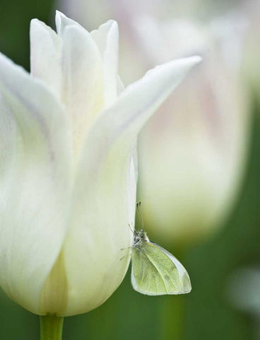 Ohio Sulphur butterfly on white tulip Black Ornate Wood Framed Art Print with Double Matting by Rotenberg, Nancy