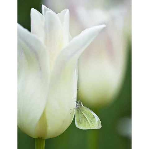 Ohio Sulphur butterfly on white tulip Black Modern Wood Framed Art Print by Rotenberg, Nancy