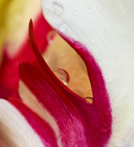 Ohio Tulip flower colors and rain drop White Modern Wood Framed Art Print with Double Matting by Rotenberg, Nancy