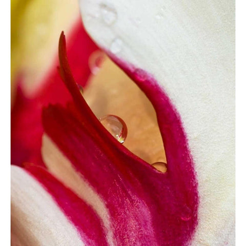 Ohio Tulip flower colors and rain drop Black Modern Wood Framed Art Print by Rotenberg, Nancy