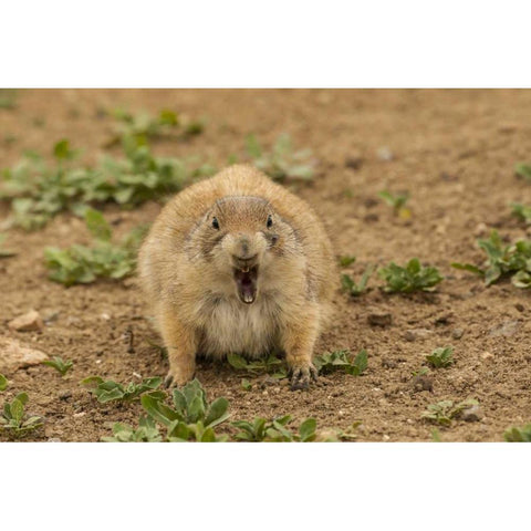 Oklahoma, Wichita Mts Black-tailed prairie dog Black Modern Wood Framed Art Print by Illg, Cathy and Gordon