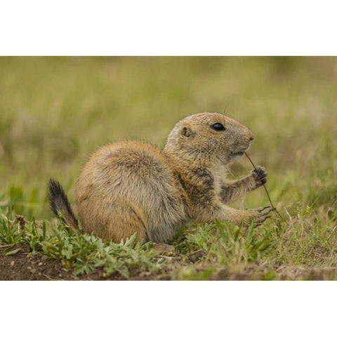 Oklahoma, Wichita Mts Black-tailed prairie dog Black Modern Wood Framed Art Print by Illg, Cathy and Gordon