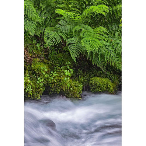 Ferns along cascade-Columbia River Gorge National Scenic Area-Oregon Black Modern Wood Framed Art Print by Jones, Adam