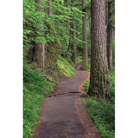 Paved pathway through forest-Columbia River Gorge-Oregon Black Modern Wood Framed Art Print by Jones, Adam