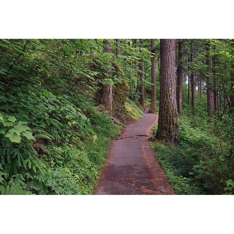 Paved pathway through forest-Columbia River Gorge-Oregon Black Modern Wood Framed Art Print by Jones, Adam