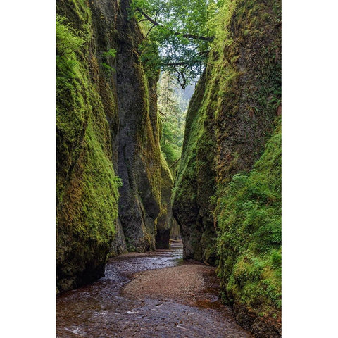 View from bottom of Oneonta Gorge-Columbia River Gorge National Scenic Area-Oregon Black Modern Wood Framed Art Print by Jones, Adam