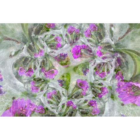 Doves Foot Geranium-Geranium molle-Columbia River Gorge-Oregon White Modern Wood Framed Art Print by Jones, Adam