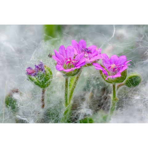 Doves Foot Geranium-Geranium molle-Columbia River Gorge-Oregon Black Modern Wood Framed Art Print with Double Matting by Jones, Adam
