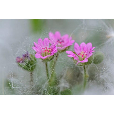 Doves Foot Geranium-Geranium molle-Columbia River Gorge-Oregon Gold Ornate Wood Framed Art Print with Double Matting by Jones, Adam