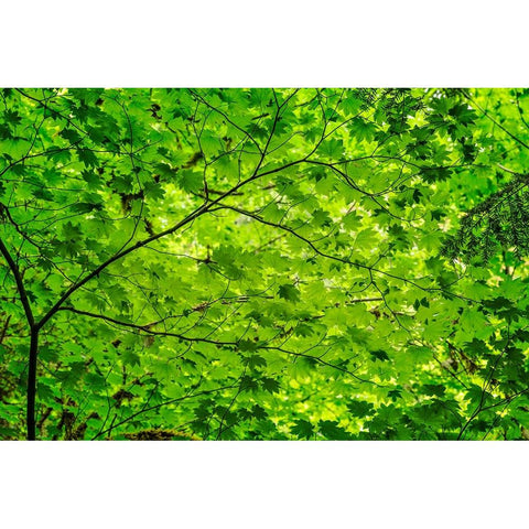 Pattern of green maple leaves-Columbia River Gorge National Scenic Area-Oregon Black Modern Wood Framed Art Print by Jones, Adam