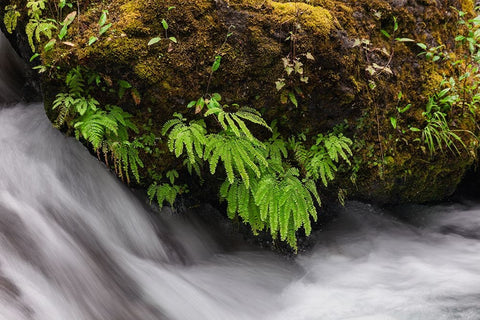 Stream and maidenhair ferns-Columbia River Gorge-Oregon White Modern Wood Framed Art Print with Double Matting by Jones, Adam