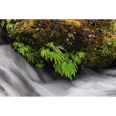 Stream and maidenhair ferns-Columbia River Gorge-Oregon White Modern Wood Framed Art Print by Jones, Adam